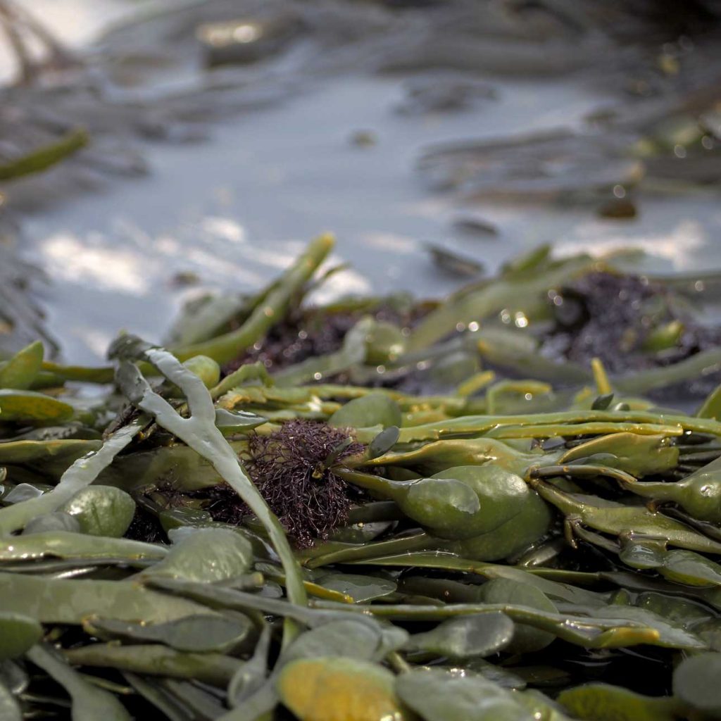 Close-up of wet seaweed and marine plants scattered on a shoreline, with water visible in the background—ideal for seaweed compost in Fife.