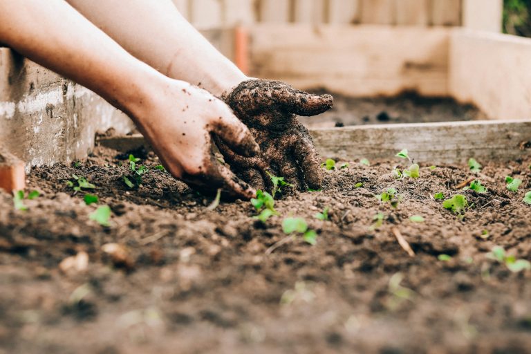 Hands covered in soil tending to small green seedlings in a garden bed, enriched with seaweed compost and mulch.